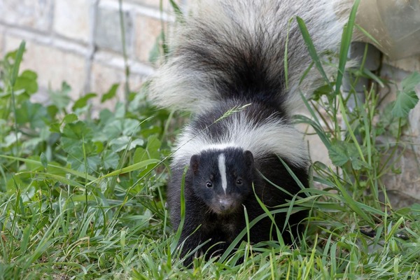 Key Signs of Skunk Odor Contamination in NJ