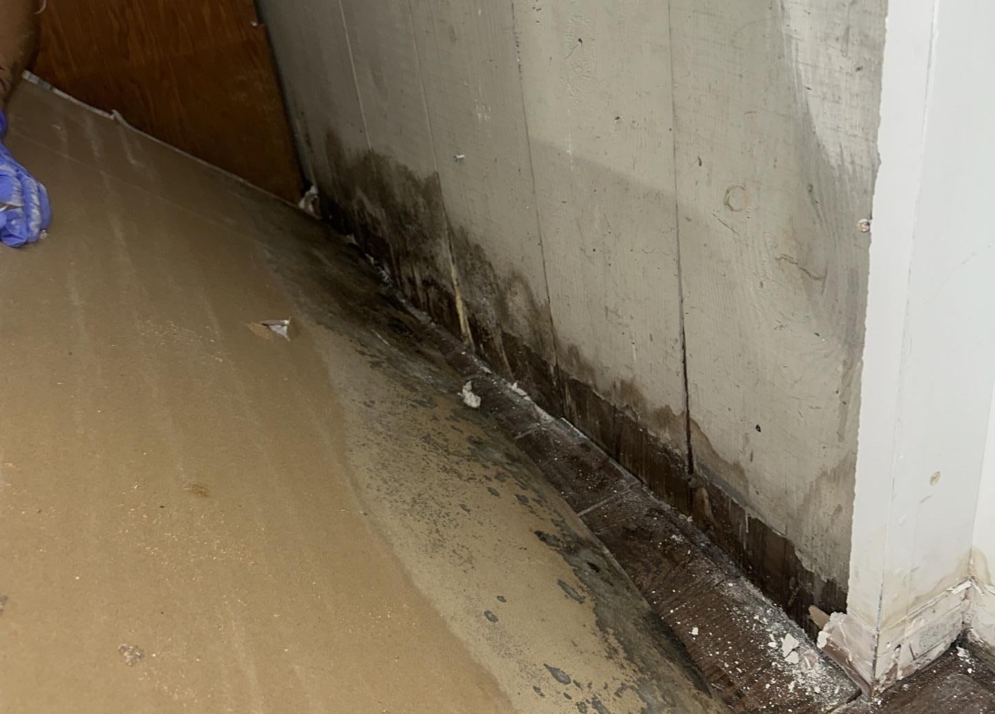 Why Mold Comes Back - PDQ Restoration