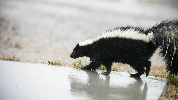 Why Skunk Cleanup Requires Professionals in Madison, NJ