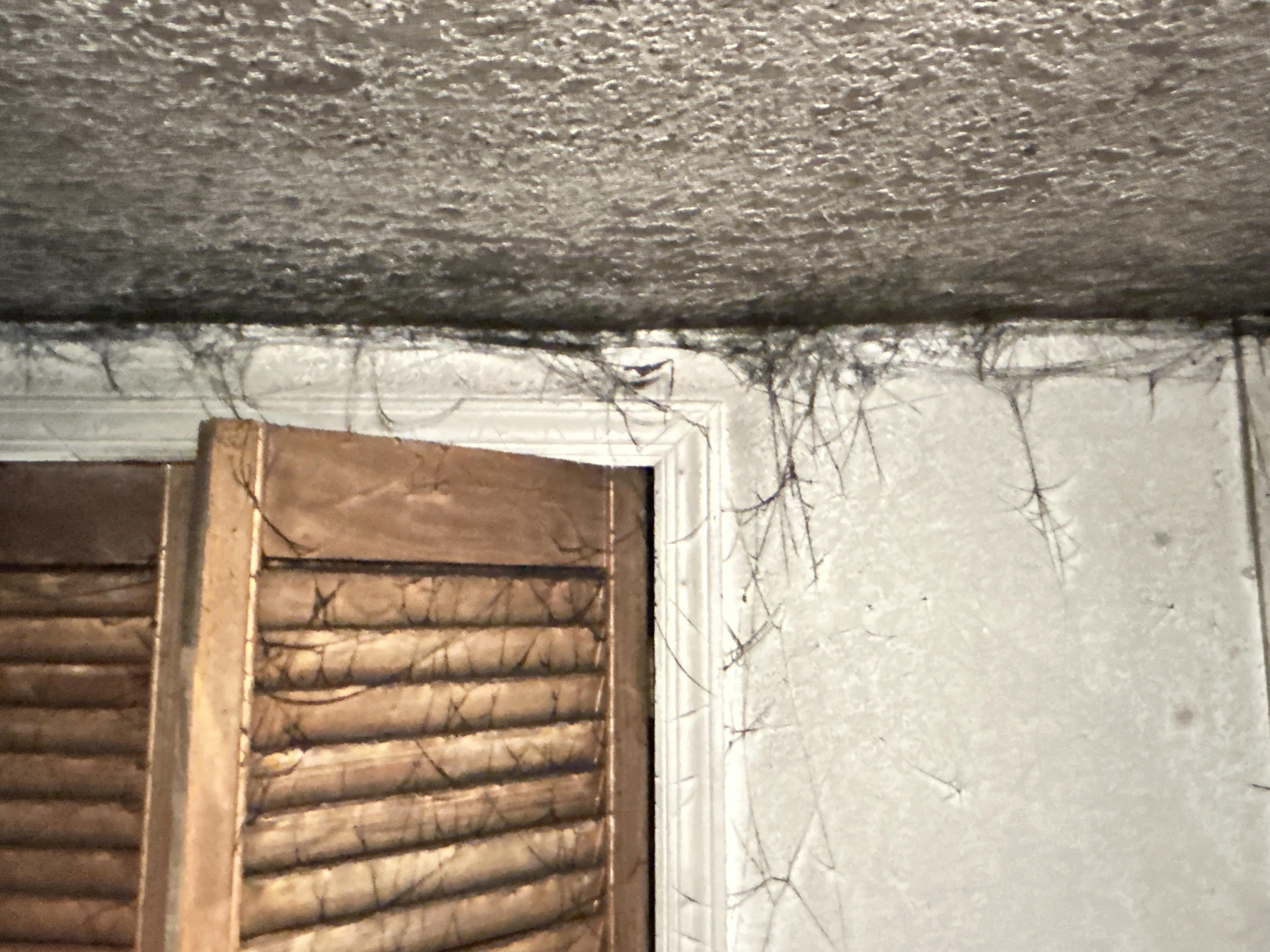 Soot Webs in Basement