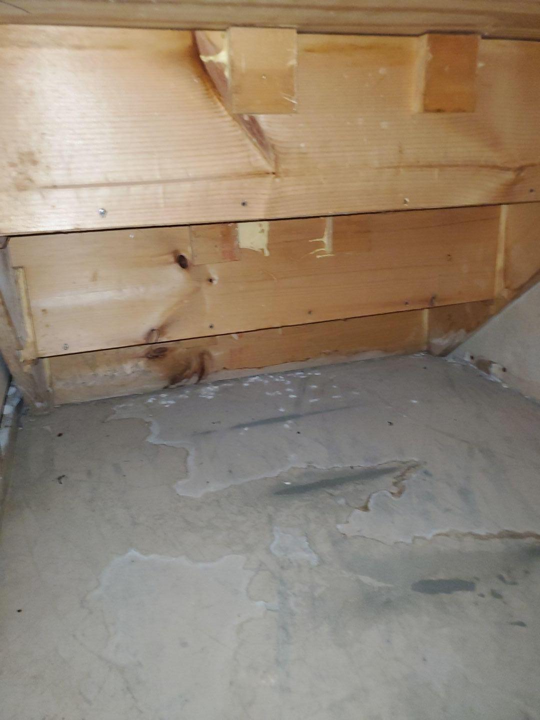 Mold Under Stairs