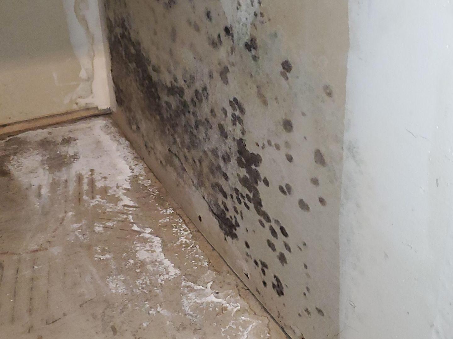 Mold on Wall in Basement