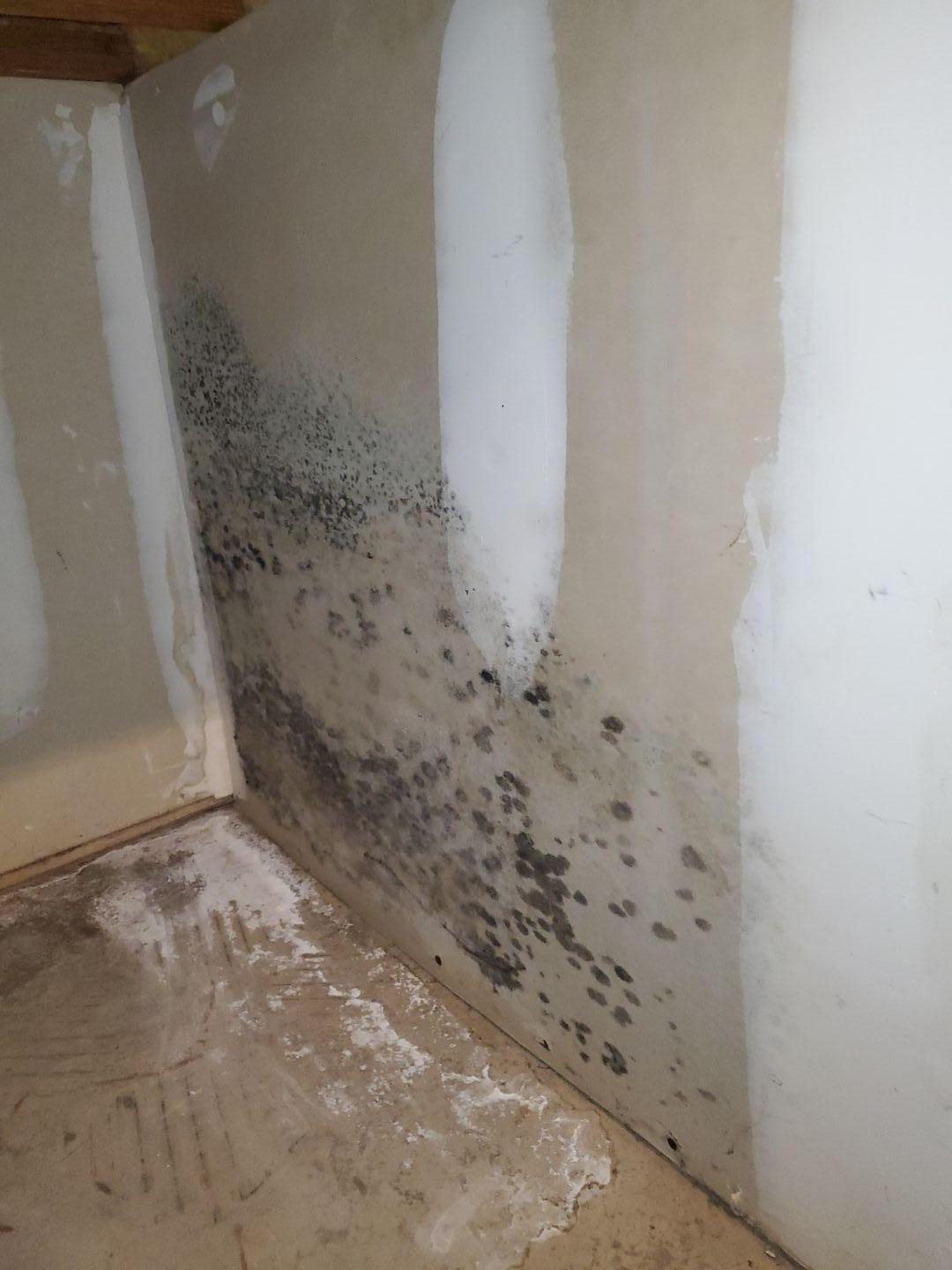 Mold in Crawlspace